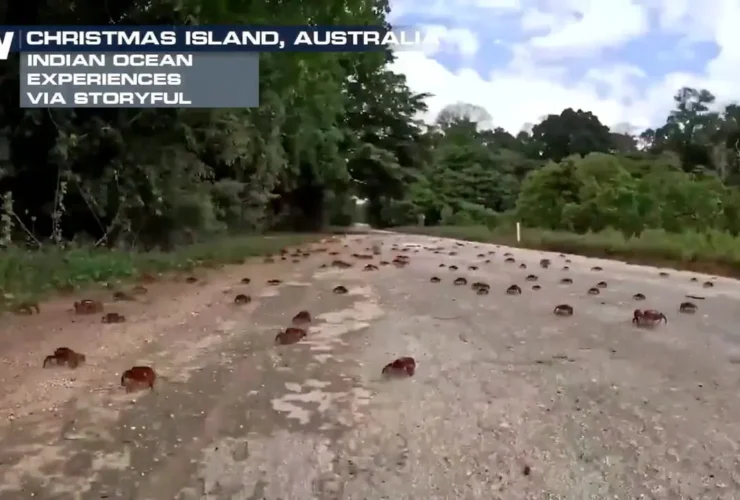 مهاجرت میلیون ها خرچنگ قرمز از جزیره کریسمس