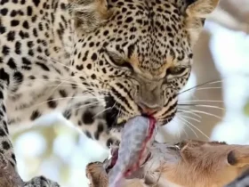 وقتی روده های طعمه غذای پلنگ می شود. هیچ چیز در طبیعت هدر نمی رود