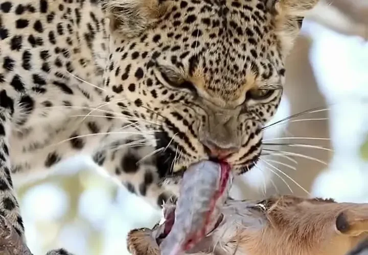 وقتی روده های طعمه غذای پلنگ می شود. هیچ چیز در طبیعت هدر نمی رود