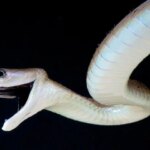 پادزهر 17 نوع مارگزیدگی / شاهکار آنتی بادی لاما و آلپاکا