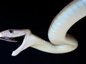 پادزهر 17 نوع مارگزیدگی / شاهکار آنتی بادی لاما و آلپاکا 8 پادزهر 17 نوع مارگزیدگی / شاهکار آنتی بادی لاما و آلپاکا