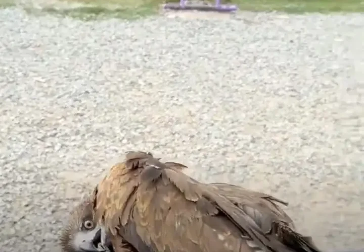 پس از 6 ماه درمان دوباره سیاه سیاه 20 پس از 6 ماه درمان دوباره سیاه سیاه