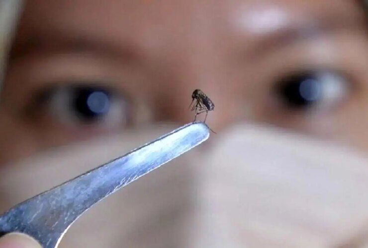 پشه به شهر آمد