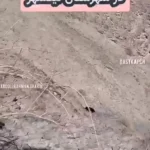 گونه های نادر خرس سیاه را در سیستان مشاهده کنید