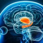 یک قند کوچک در مغز ، کلید مبارزه با افسردگی