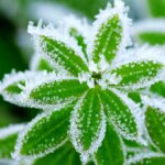 هوای سرد غیرطبیعی در شمال کشور پیش بینی می شود/هشدار سرمازدگی باغ در 13 استان