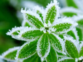 هوای سرد غیرطبیعی در شمال کشور پیش بینی می شود/هشدار سرمازدگی باغ در 13 استان 8 هوای سرد غیرطبیعی در شمال کشور پیش بینی می شود/هشدار سرمازدگی باغ در 13 استان