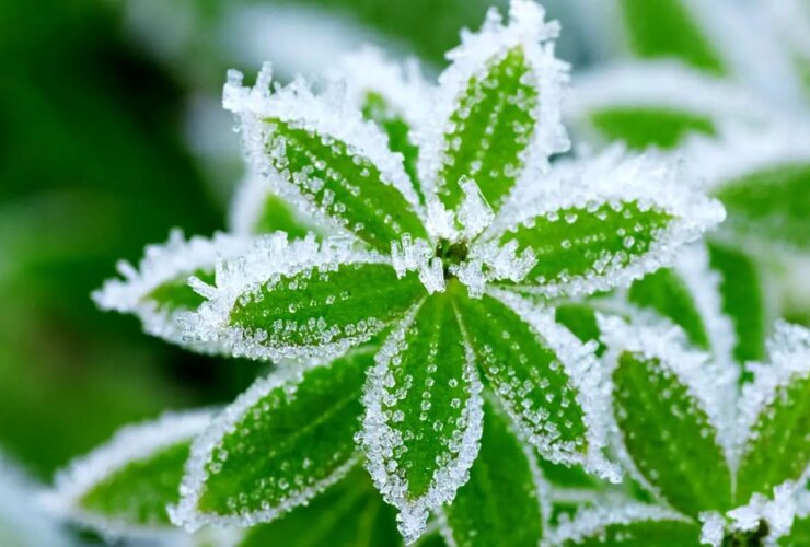 هوای سرد غیرطبیعی در شمال کشور پیش بینی می شود/هشدار سرمازدگی باغ در 13 استان