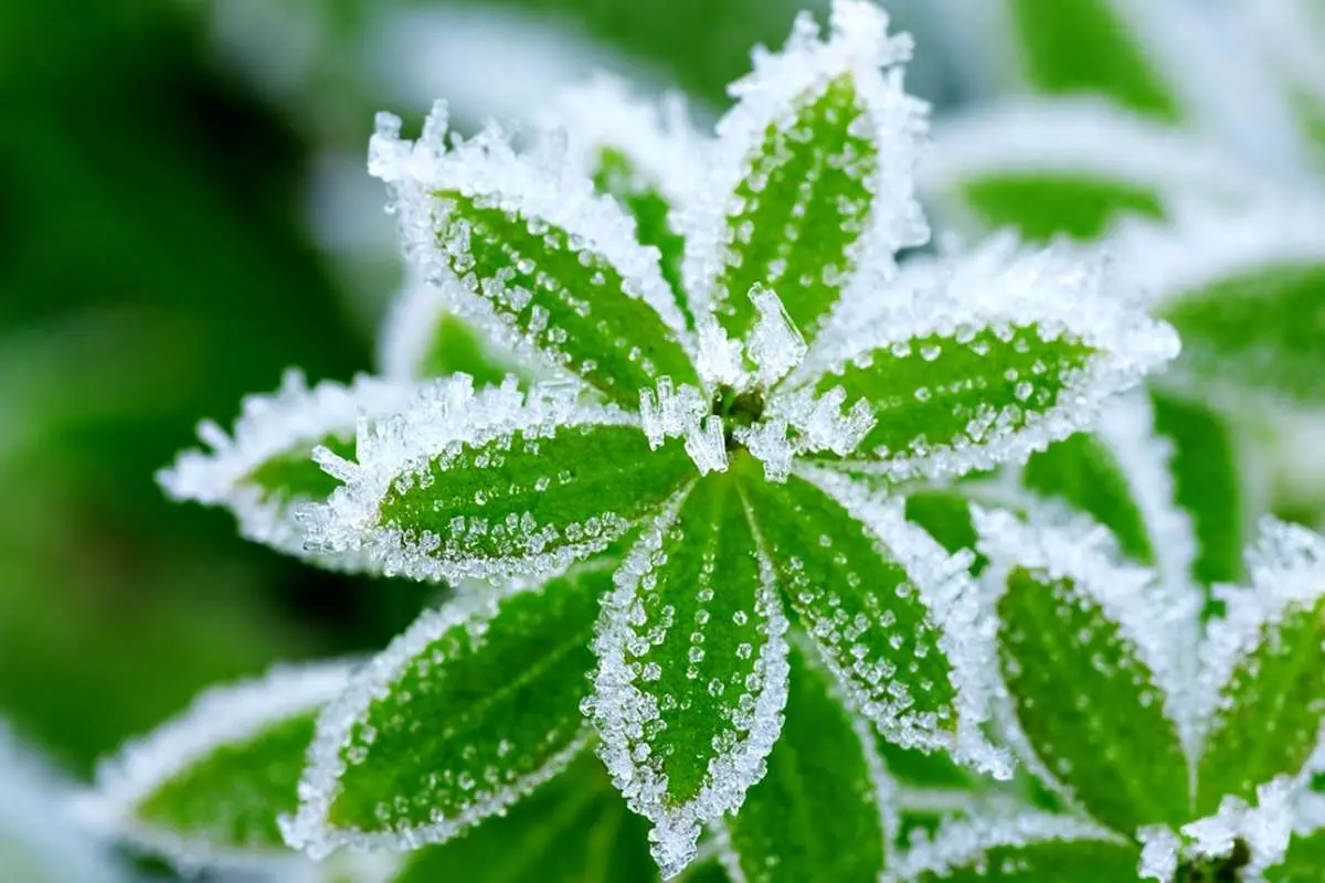 هوای سرد غیرطبیعی در شمال کشور پیش بینی می شود/هشدار سرمازدگی باغ در 13 استان