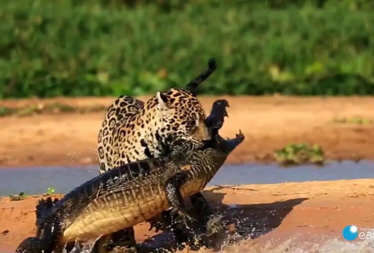 نبرد مرگ و زندگی؛ جگوار به کیمن در بیابان آمریکای جنوبی حمله می کند