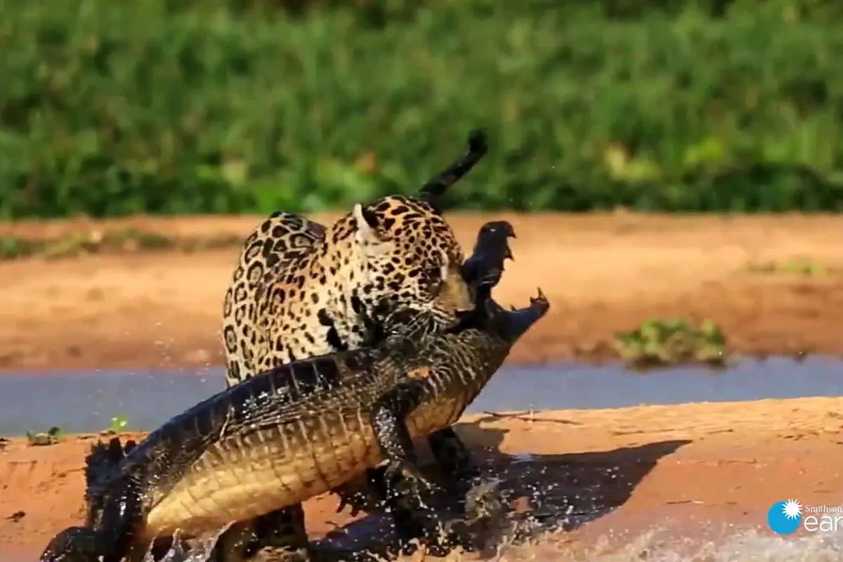 نبرد مرگ و زندگی؛ جگوار به کیمن در بیابان آمریکای جنوبی حمله می کند