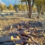 قاتل بلوط زاگرس به دام افتاد