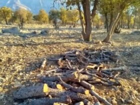 قاتل بلوط زاگرس به دام افتاد