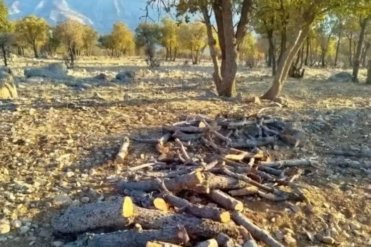 قاتل بلوط زاگرس به دام افتاد 1 قاتل بلوط زاگرس به دام افتاد