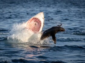 صحنه ای نادر و تکان دهنده از شکار فک توسط یک کوسه غول پیکر 9 صحنه ای نادر و تکان دهنده از شکار فک توسط یک کوسه غول پیکر