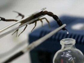 درمان سرطان با زهر عقرب! 8 درمان سرطان با زهر عقرب!