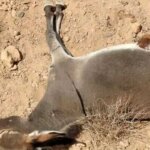 ماجرای کشتار الاغ های ولگرد در میناب چیست؟