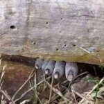 موجودی مرموز به شکل انگشت انسان روی تنه درختان رشد می کند