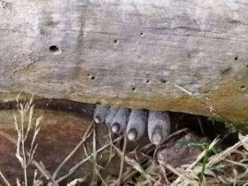 موجودی مرموز به شکل انگشت انسان روی تنه درختان رشد می کند