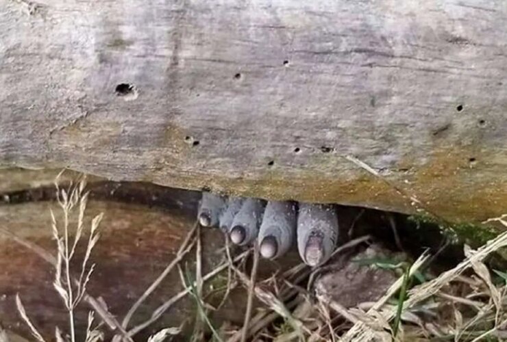 موجودی مرموز به شکل انگشت انسان روی تنه درختان رشد می کند