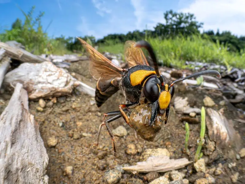 تصاویر خیره کننده از دنیای حشرات 7 حشرات