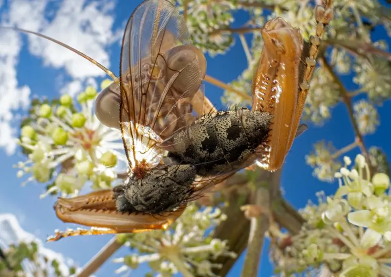 تصاویر خیره کننده از دنیای حشرات 10 حشرات