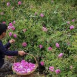 عربستان گل محمدی ایران را به نام خود ثبت کرد