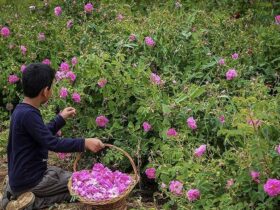 عربستان گل محمدی ایران را به نام خود ثبت کرد