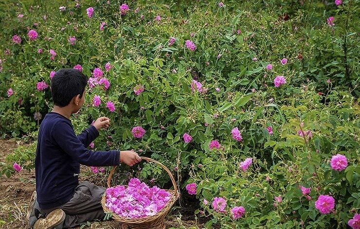 عربستان گل محمدی ایران را به نام خود ثبت کرد 6 عربستان گل محمدی ایران را به نام خود ثبت کرد