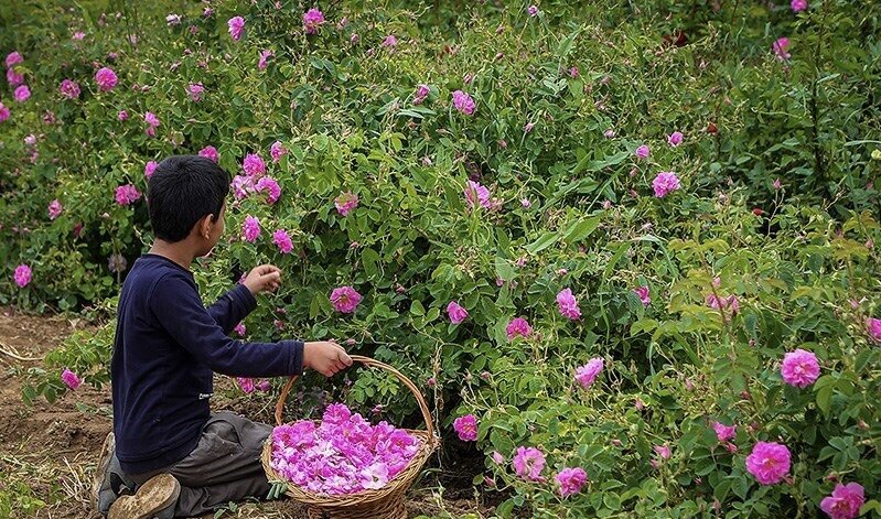 عربستان گل محمدی ایران را به نام خود ثبت کرد