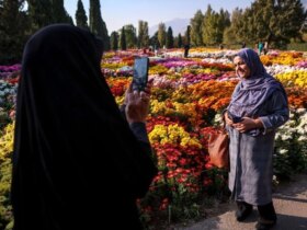 تصاویر; جشنواره گل داودی