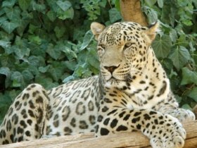 ببر «ونداد» از سافاری ایلیمت ناپدید شد/ علت مرگ در دست بررسی است