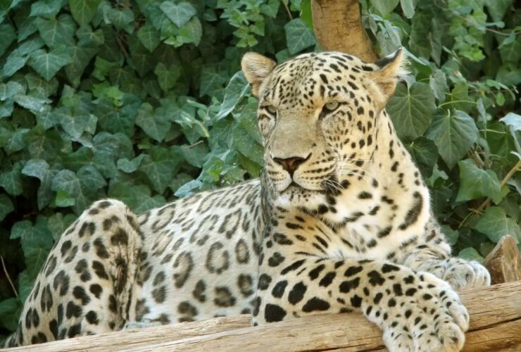 ببر «ونداد» از سافاری ایلیمت ناپدید شد/ علت مرگ در دست بررسی است