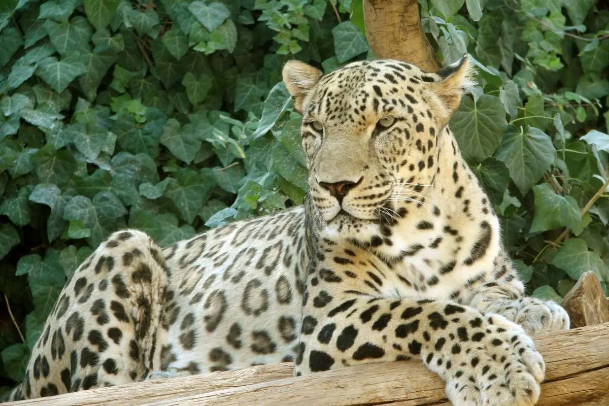 ببر «ونداد» از سافاری ایلیمت ناپدید شد/ علت مرگ در دست بررسی است