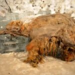 کشف قدیمی ترین RNA جهان در ماموت یخ زده!