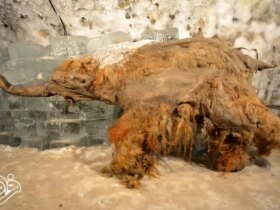 کشف قدیمی ترین RNA جهان در ماموت یخ زده! 8 کشف قدیمی ترین RNA جهان در ماموت یخ زده!