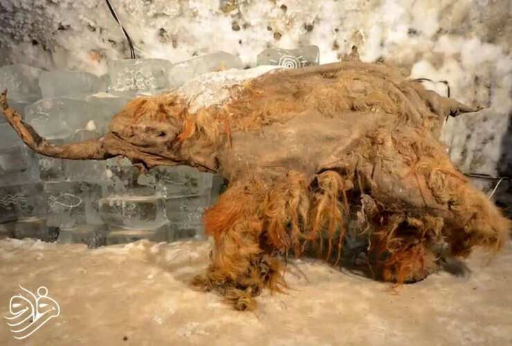 کشف قدیمی ترین RNA جهان در ماموت یخ زده! 31 کشف قدیمی ترین RNA جهان در ماموت یخ زده!