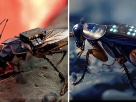 آلمانی ها سوسک های زنده را به جاسوس تبدیل می کنند! 9 سوسک جاسوس