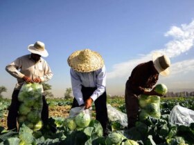 حراج آب بیخگوش در تهران 8 حراج آب بیخگوش در تهران