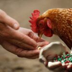 استفاده بی رویه از آنتی بیوتیک ها در دام و کشاورزی باعث افزایش مقاومت میکروبی می شود