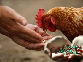 استفاده بی رویه از آنتی بیوتیک ها در دام و کشاورزی باعث افزایش مقاومت میکروبی می شود 9 استفاده بی رویه از آنتی بیوتیک ها در دام و کشاورزی باعث افزایش مقاومت میکروبی می شود