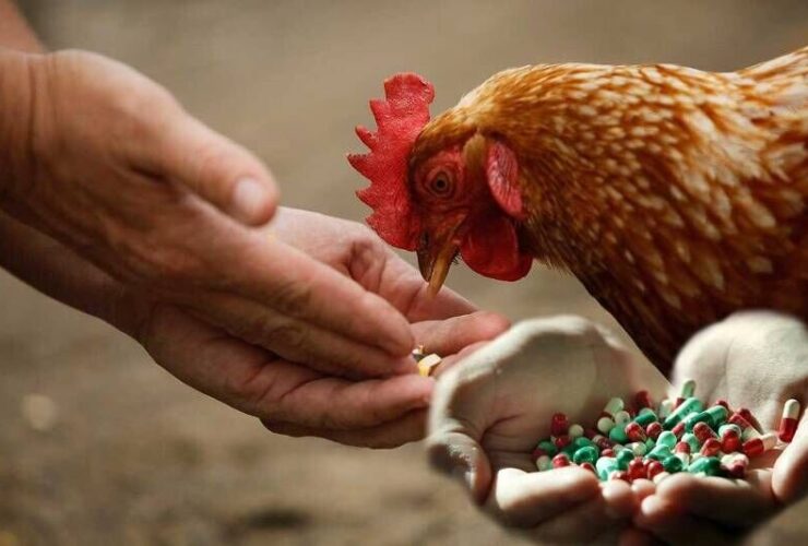 استفاده بی رویه از آنتی بیوتیک ها در دام و کشاورزی باعث افزایش مقاومت میکروبی می شود 18 استفاده بی رویه از آنتی بیوتیک ها در دام و کشاورزی باعث افزایش مقاومت میکروبی می شود