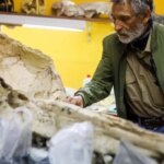 تصاویر; فسیل پرنده غول پیکر 20 میلیون ساله