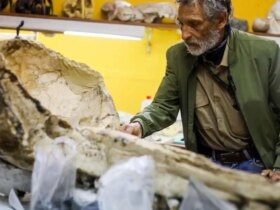 تصاویر; فسیل پرنده غول پیکر 20 میلیون ساله 8 تصاویر; فسیل پرنده غول پیکر 20 میلیون ساله