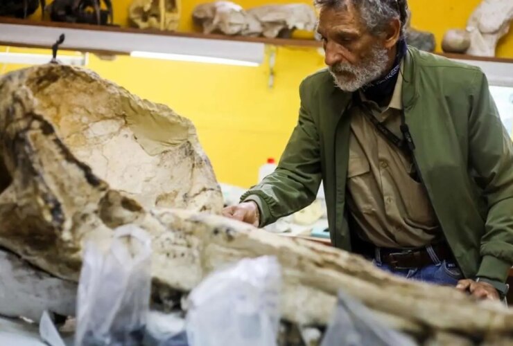 تصاویر; فسیل پرنده غول پیکر 20 میلیون ساله 35 تصاویر; فسیل پرنده غول پیکر 20 میلیون ساله