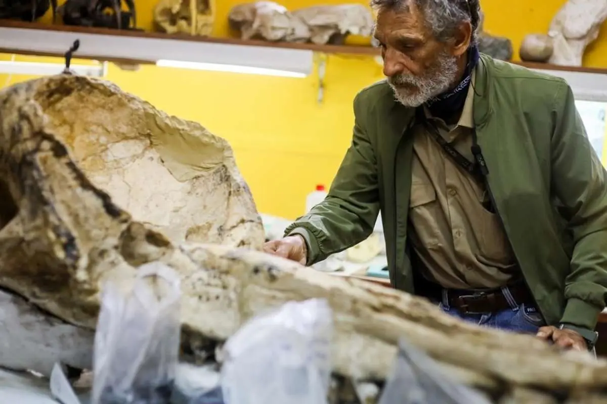 تصاویر; فسیل پرنده غول پیکر 20 میلیون ساله 1 تصاویر; فسیل پرنده غول پیکر 20 میلیون ساله