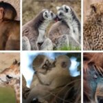 بوسه حیوانی