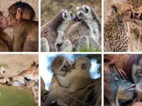 بوسه حیوانی