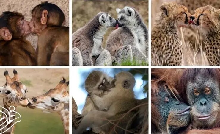 بوسه حیوانی