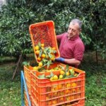 تصاویر; آغاز برداشت مرکبات در سوادکوه